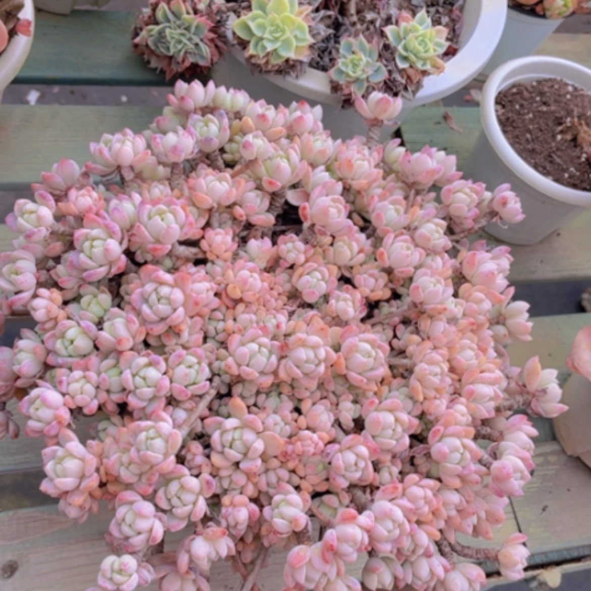 【闪购商品】小桃红16110