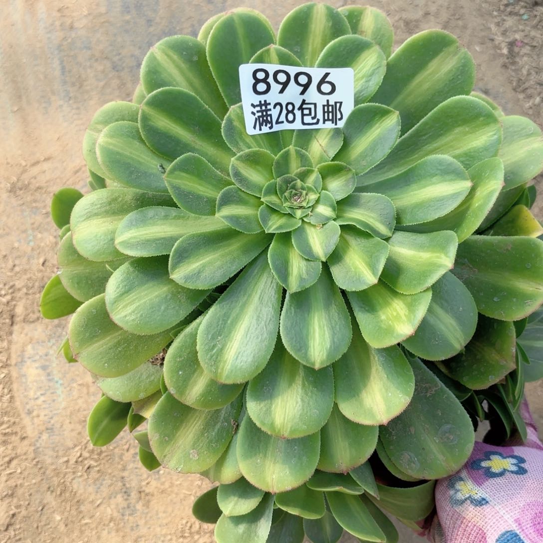 E. 8996翡翠琉璃多肉