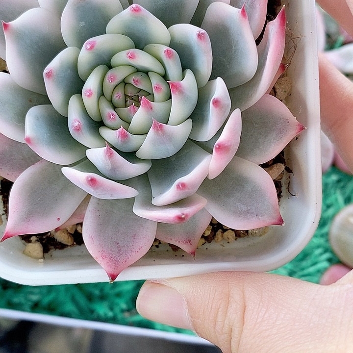 吉娃娃一物一拍，