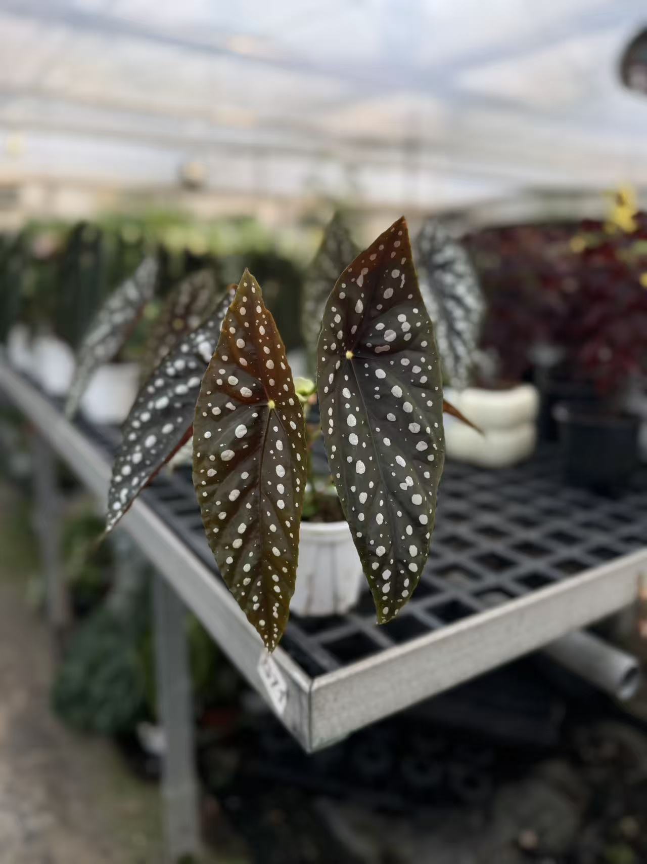 塞拉山王沙丁鱼秋海棠耐热好养开花绿植盆栽
