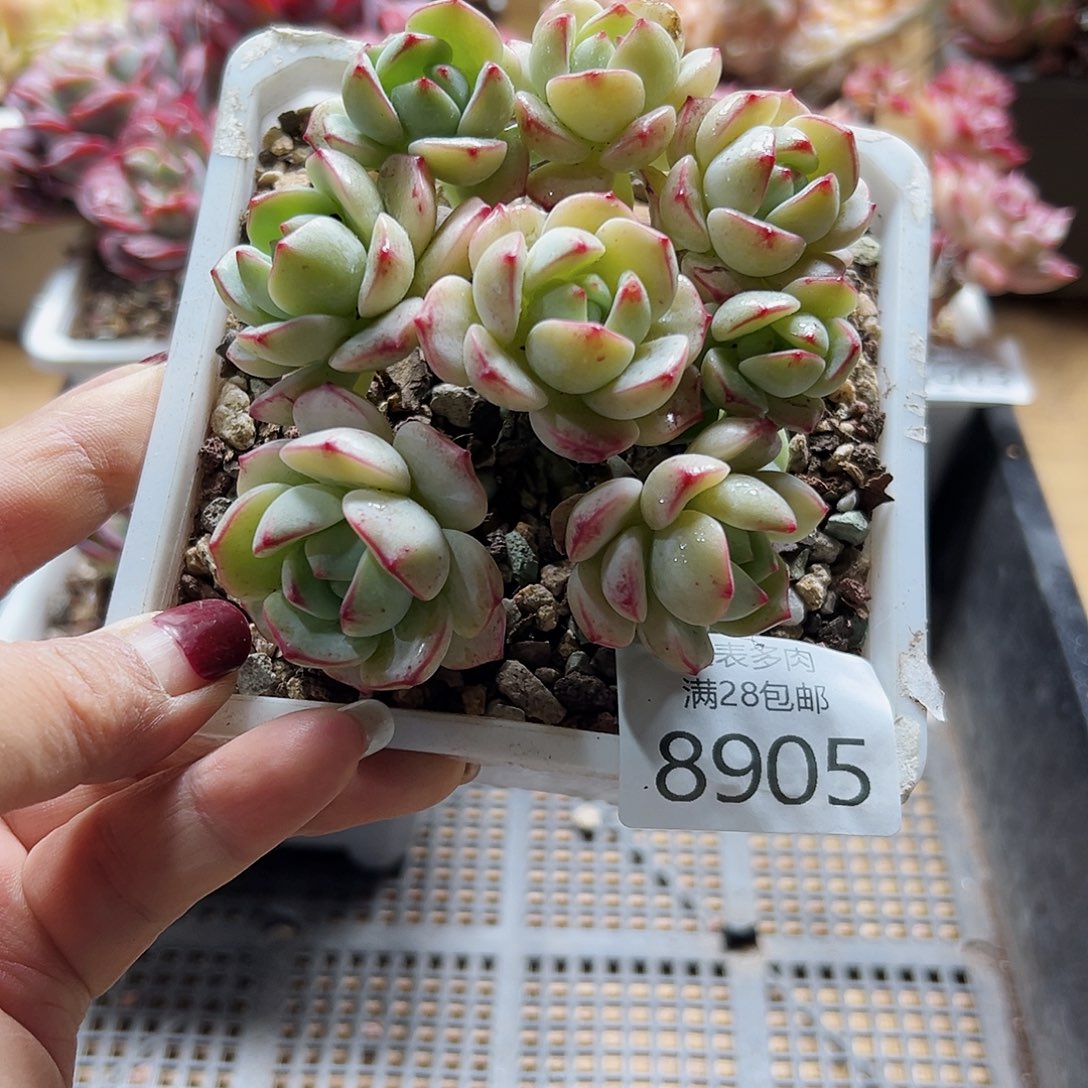 9号多肉一物一拍8905