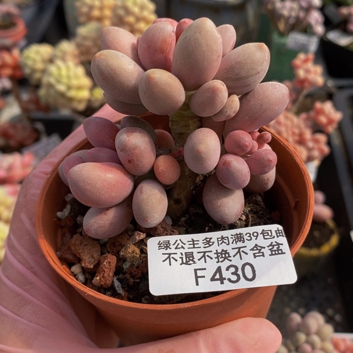 汤圆6cm430多肉植物