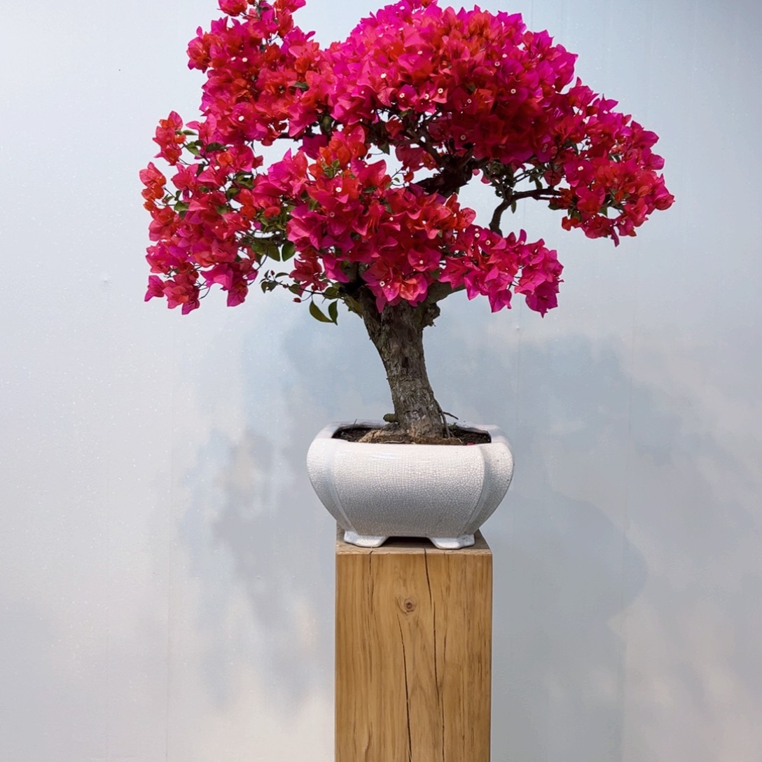 云***子完全开放同安红三角梅