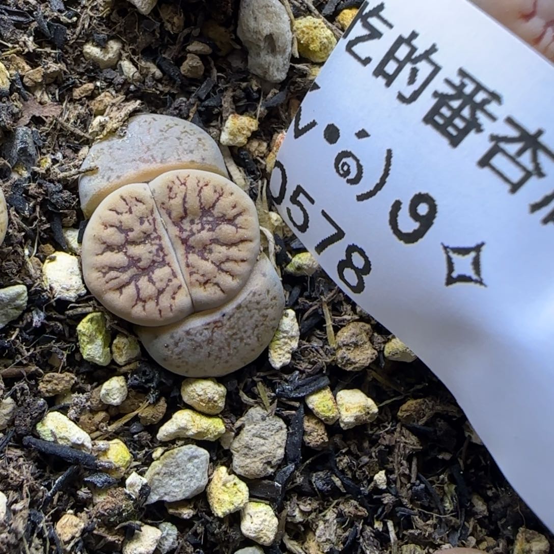 0578。默认脱土。18包邮。偏远88包邮