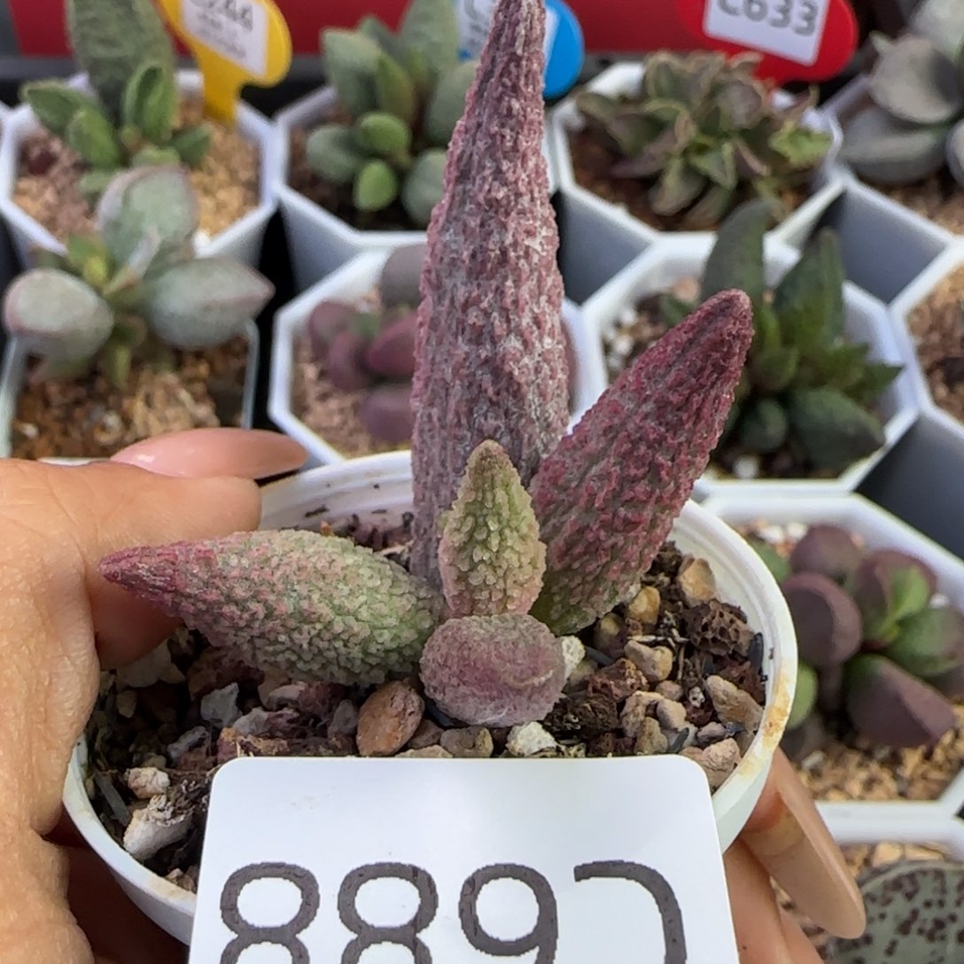 福利多肉水泡。  688。 