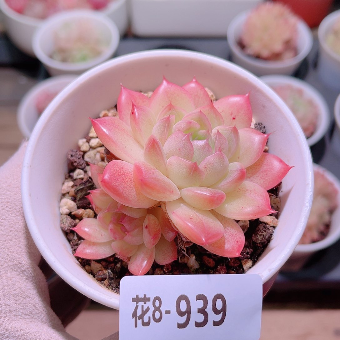 花利美8-939海王