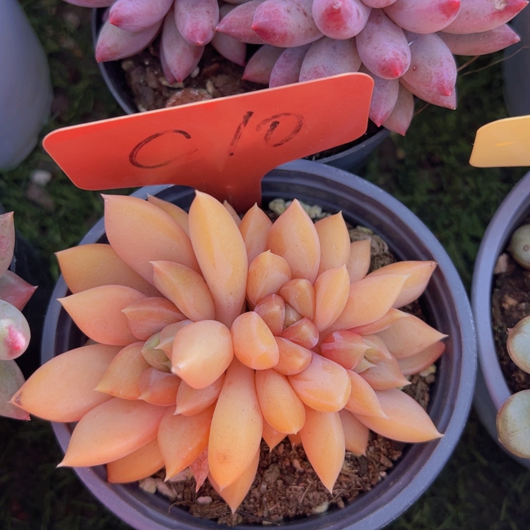 香玉的故事是一个人的故事