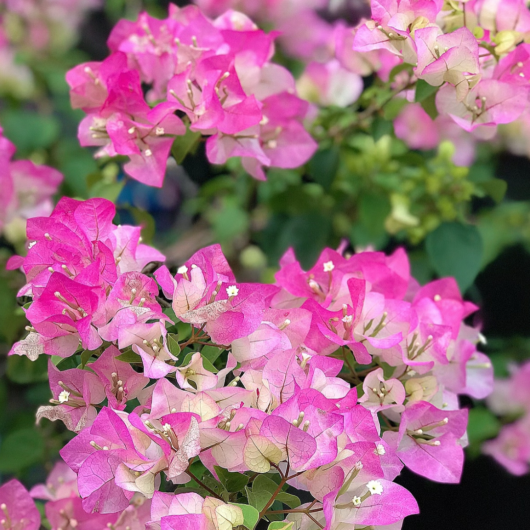 【绿樱】四季开花勤花（落花落叶不售后一个月内换盆不售后）花梦