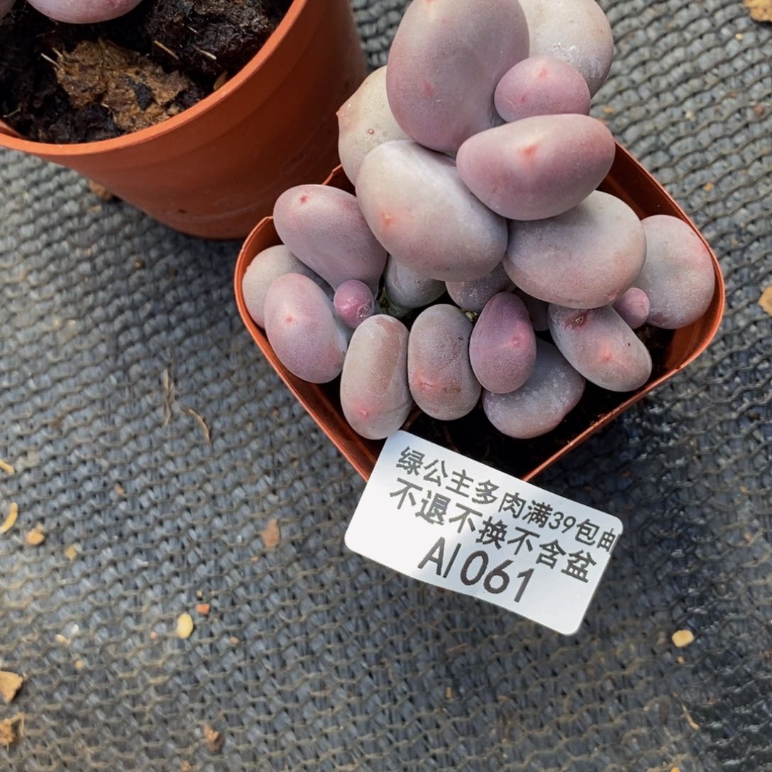 大叶奶酪061/6c m