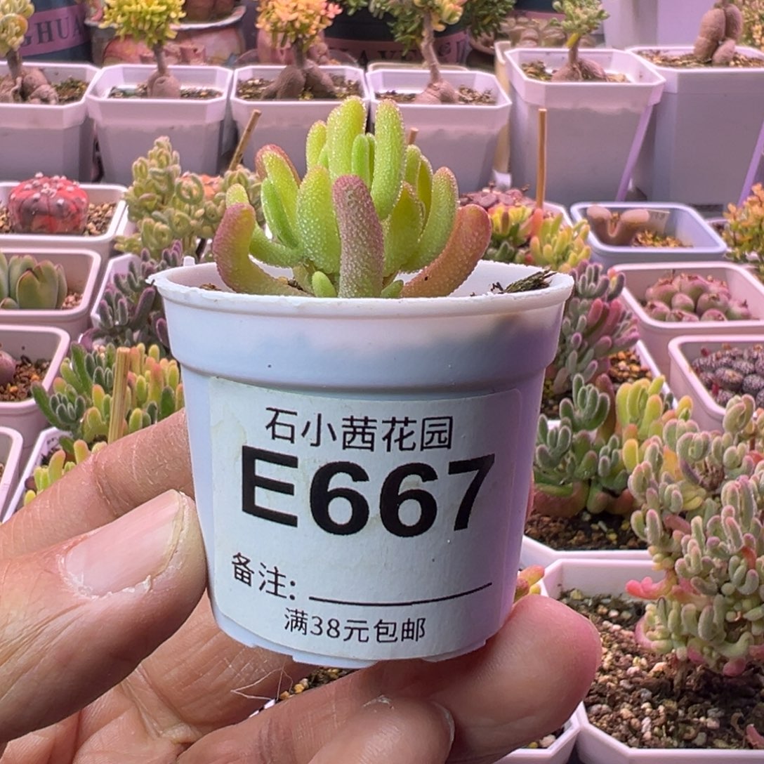 钻石黄锦-枝干番杏-667