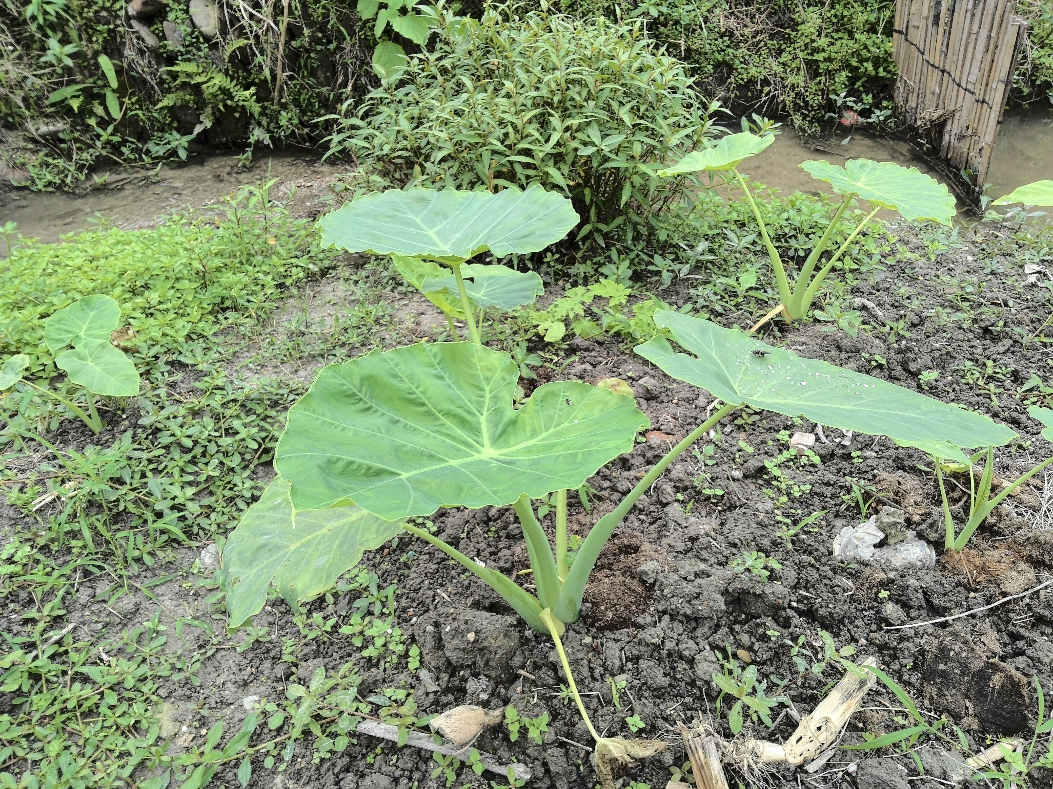 贵州黔东南特产山里白广菜观赏绿植大叶广菜