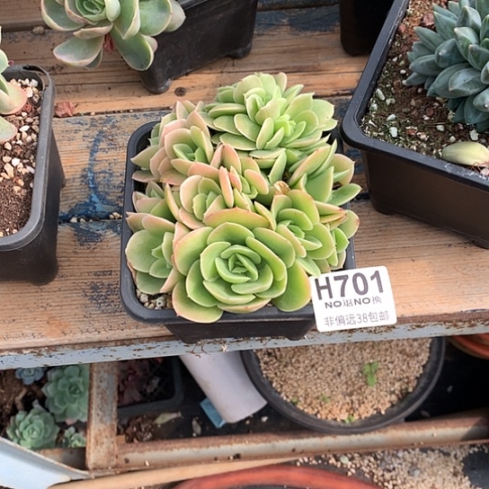 人***生星娜塔缀化701 亏本处理退款拉黑7-8天发货