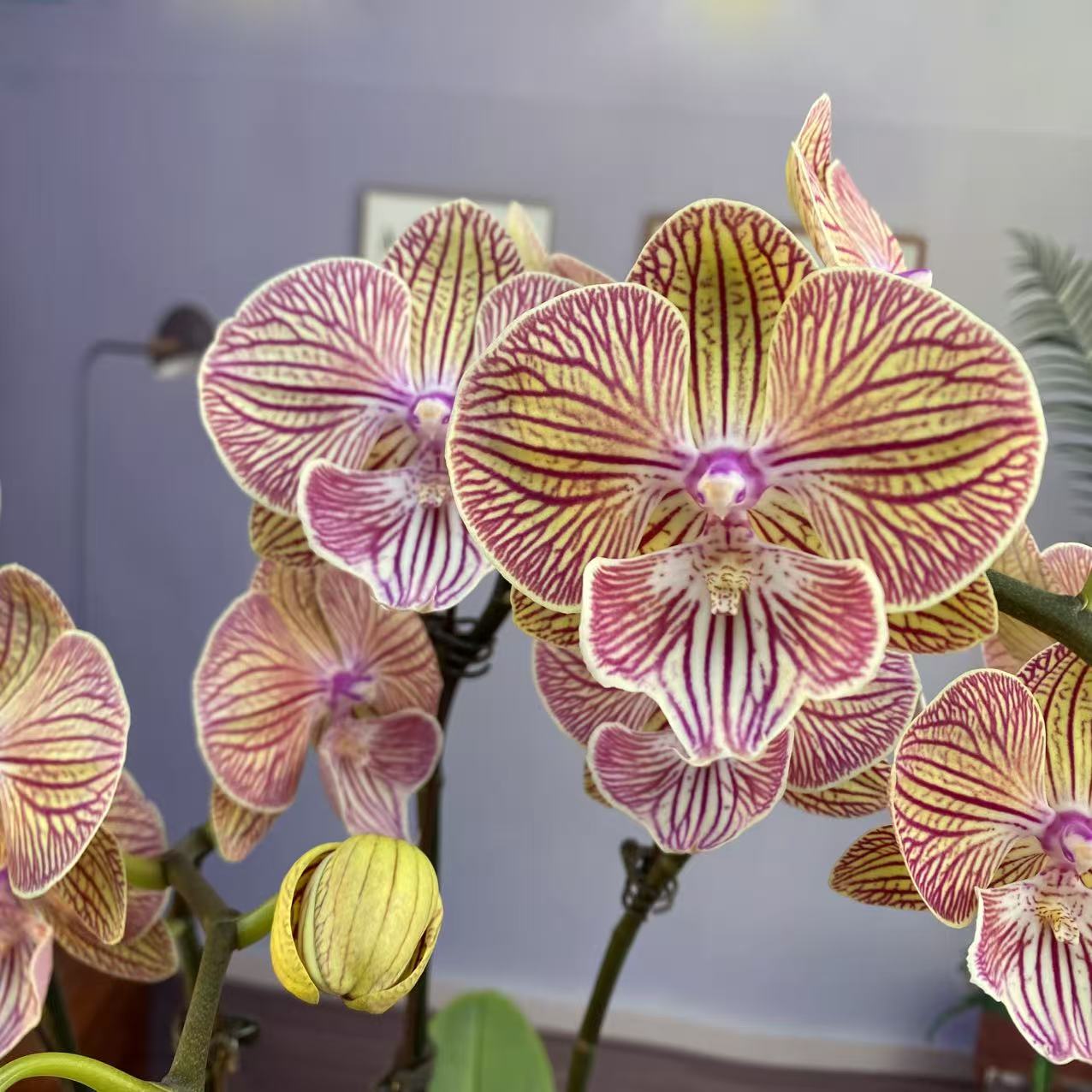 A3{七彩玫瑰}3.0中花型蝴蝶兰带花