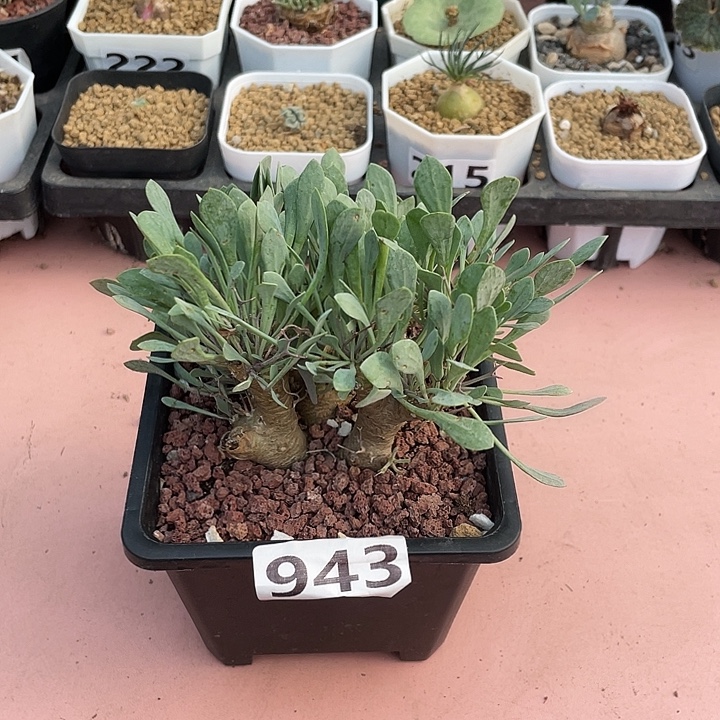943黑鬼殿厚墩菊块根