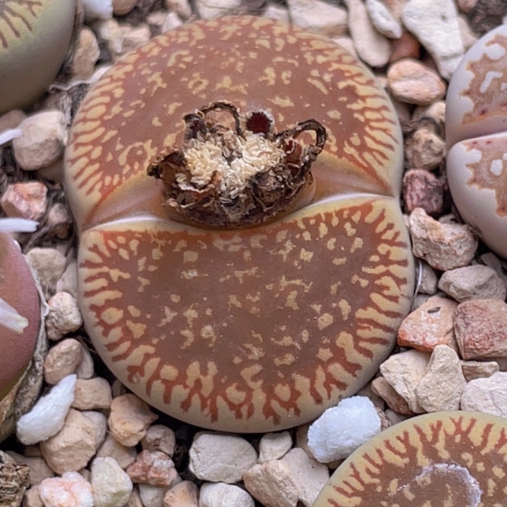 88980080888988888888