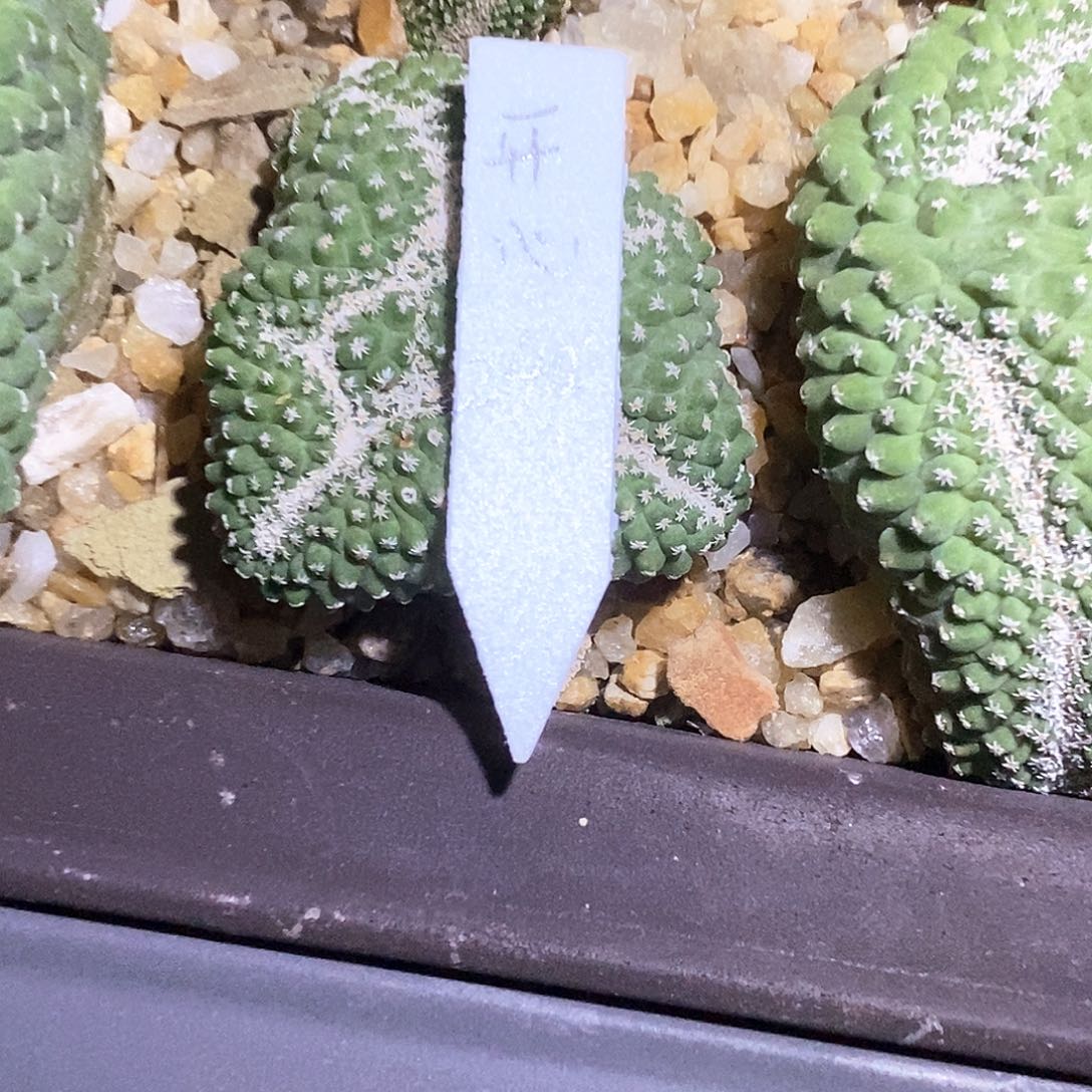 开***水菊水缀化1颗花花花花