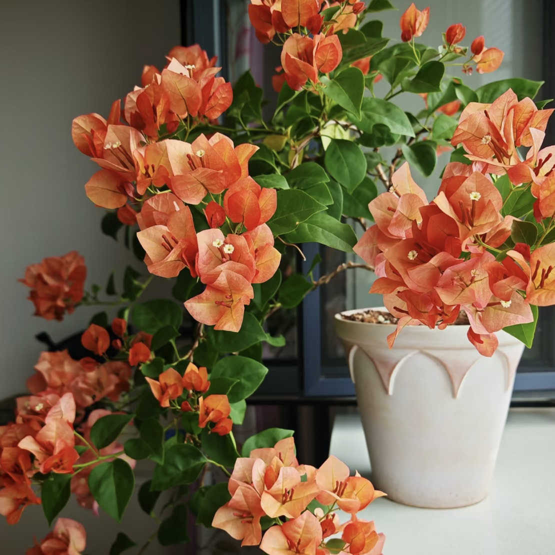 三角梅一物一拍福利放漏