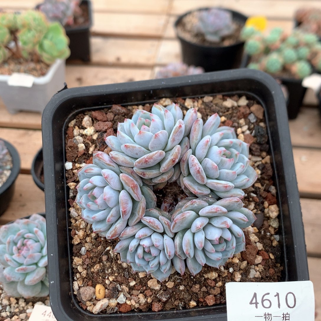 8.5厘米有砍花环星星橙 4610