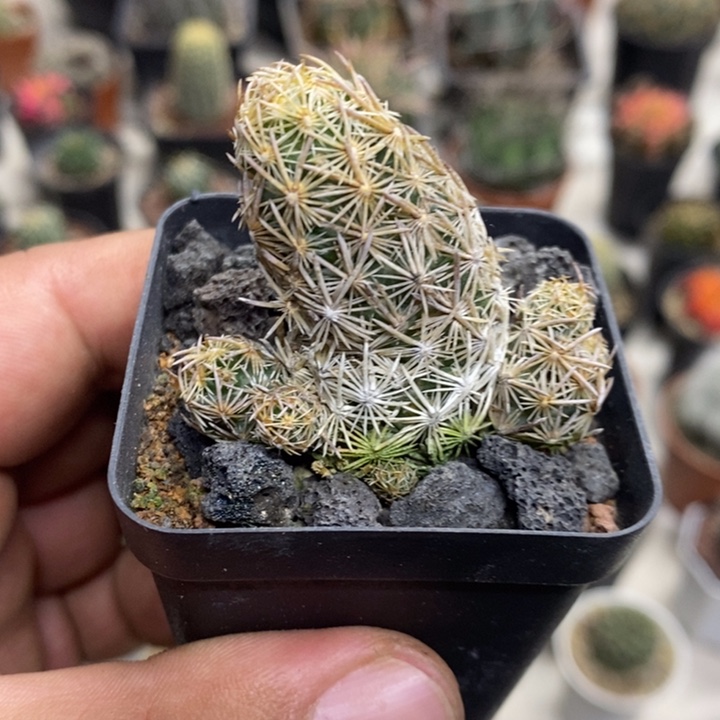 紫王子群特价福利