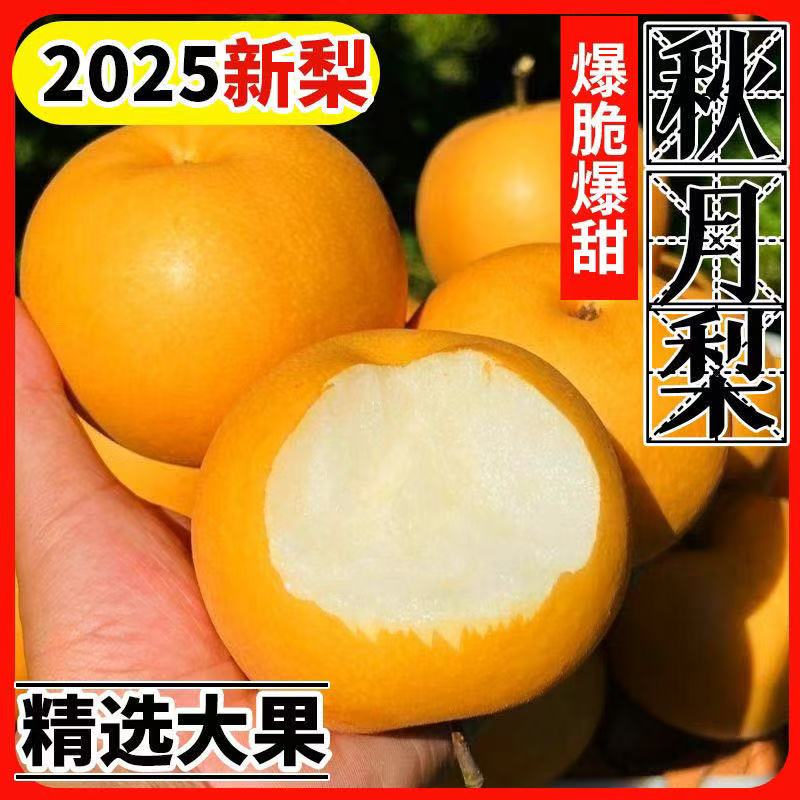 25年头茬秋月梨正宗新鲜梨子脆甜多汁薄皮水果甜度高