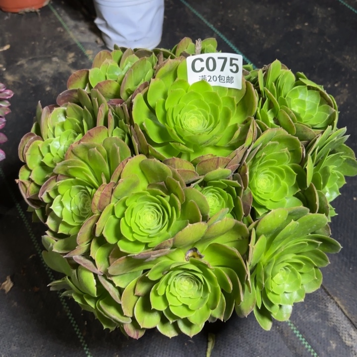 瑞妈一物一拍075