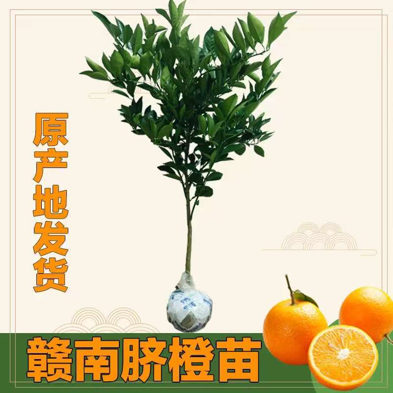 江西赣南脐橙树苗卡拉血橙苗一物一拍