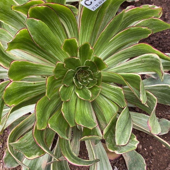 783紫嫣多肉植物