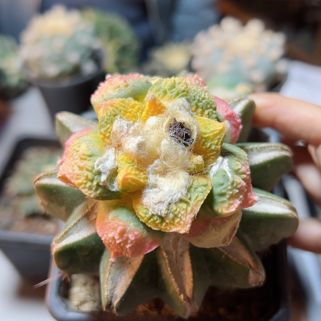 晚14号哥怒带锦草球6公分