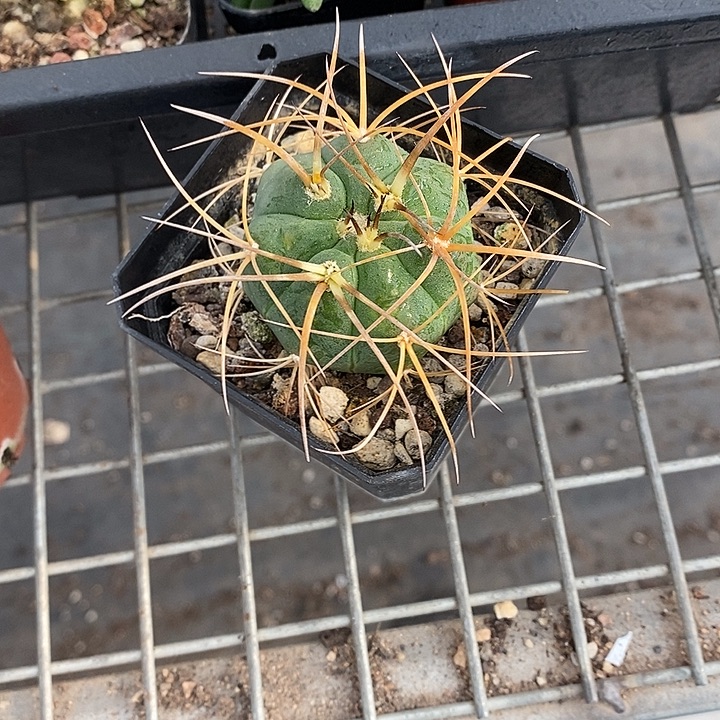 靓****开播前的一个晚上我都