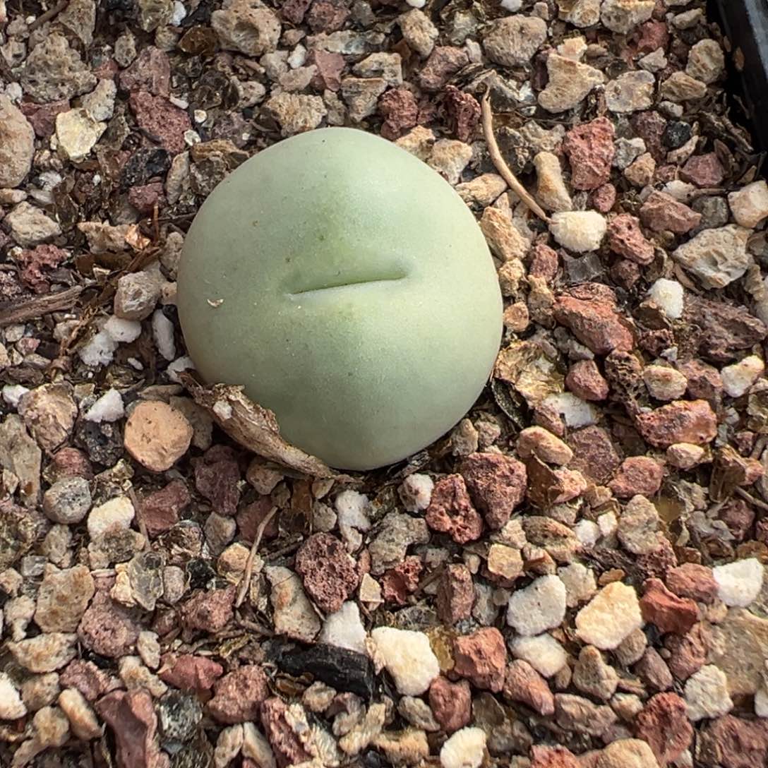 果***m27-53肉锥多肉植物