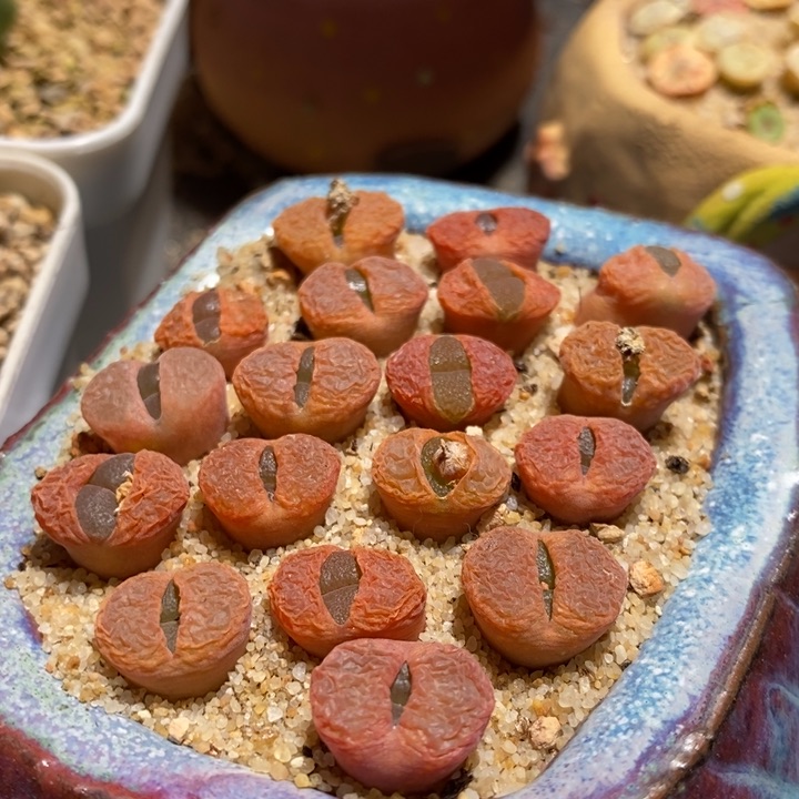 C10风铃一颗 一个