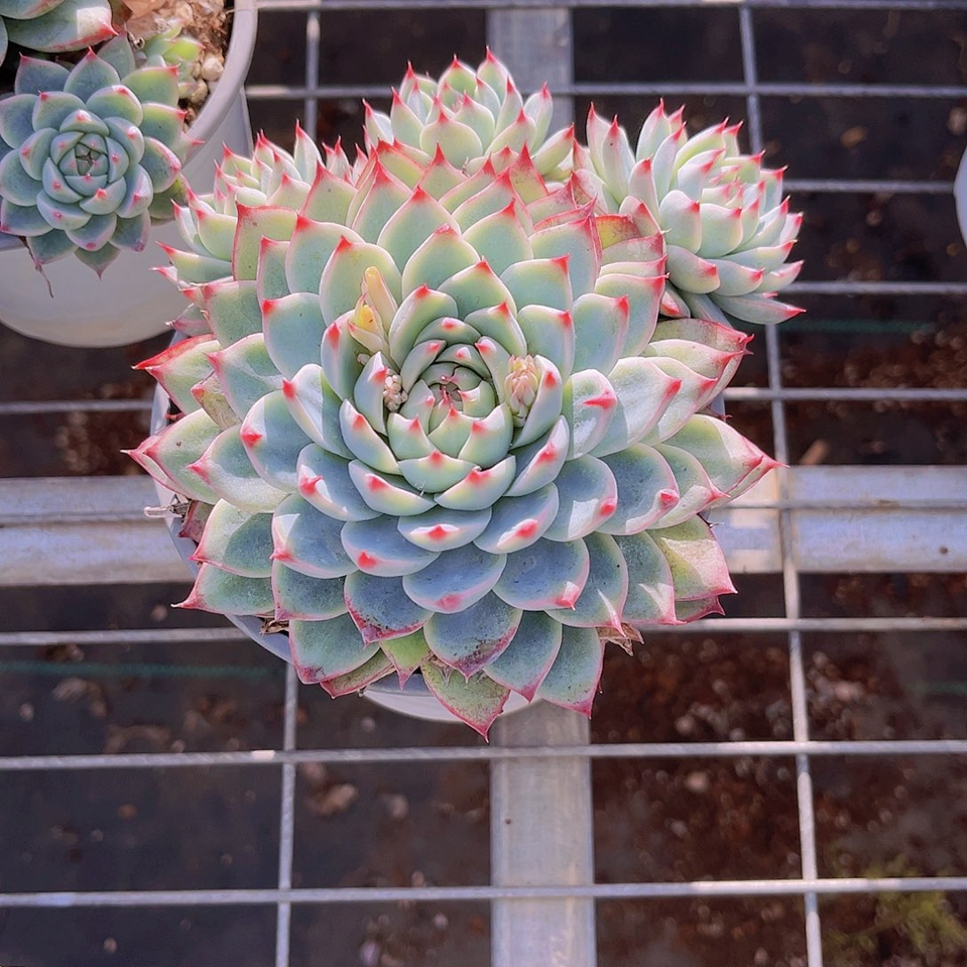 奕***宝茹13.5公分9988888888