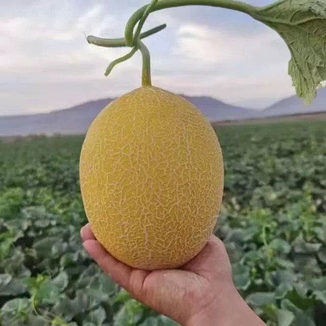 【新疆空运直发】新疆直发金色年华哈密瓜当季新鲜脆甜多汁水果