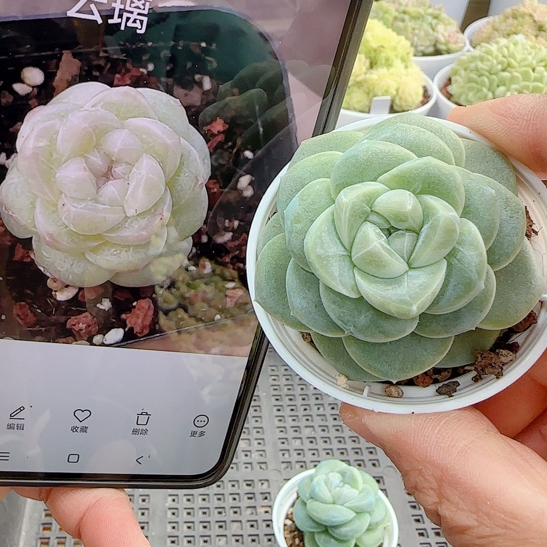 1122-35（云璃）优选