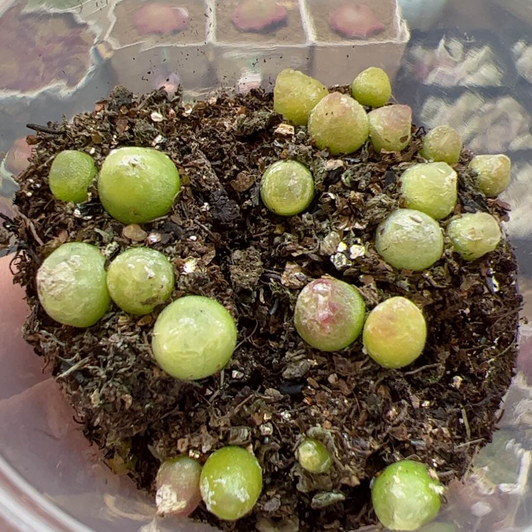 【闪购商品】318 拉登