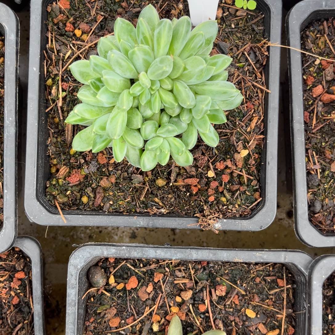 雨花石多肉植物79