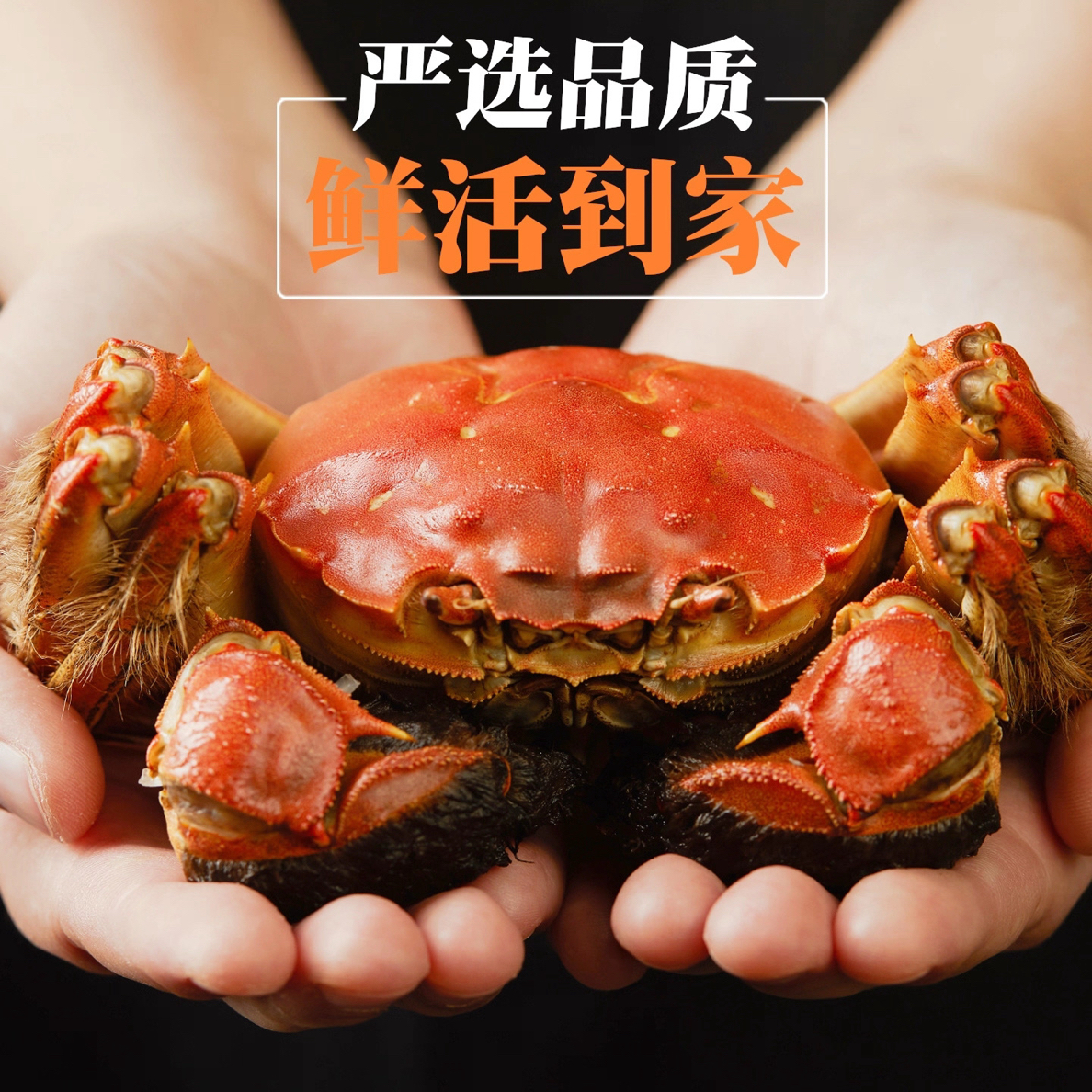 【生鲜配送】鲜活大闸蟹母蟹【每只3两】6只装