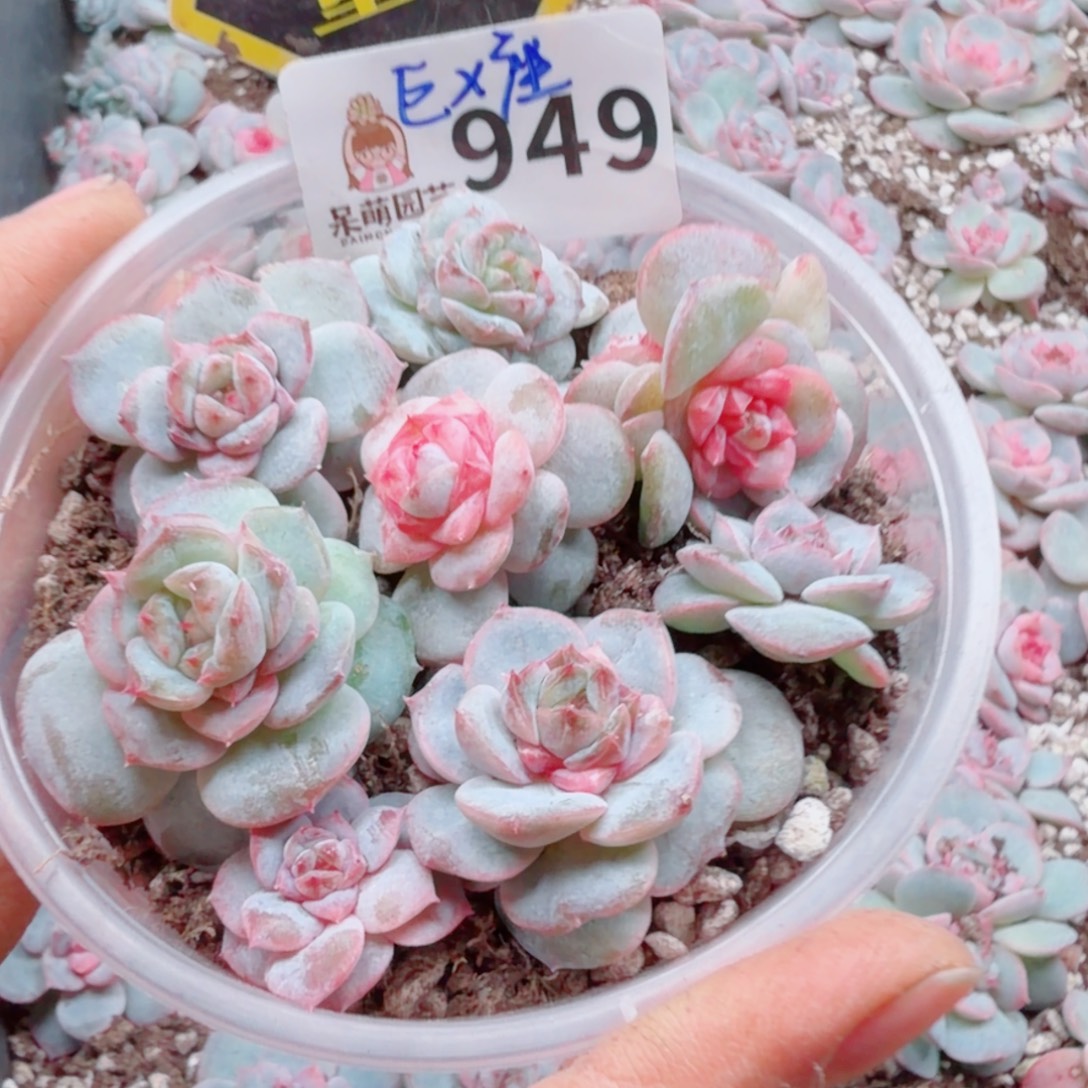 多肉植物多肉植物