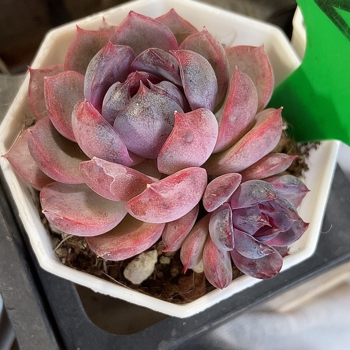 多肉植物蓝莓群200