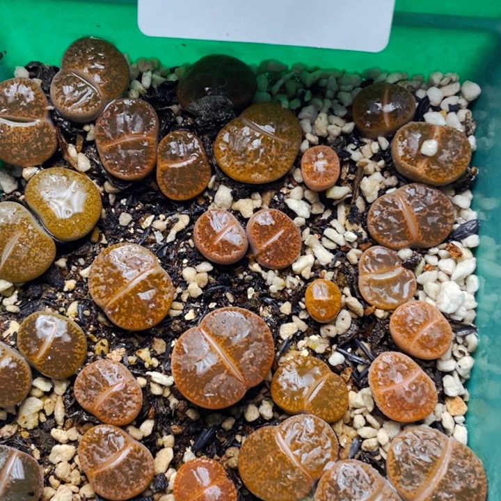 463红紫勋母本带盆