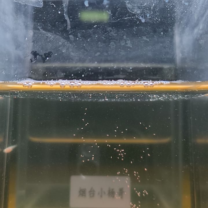 孔雀鱼12条紫白飞船苗子，送2条备损