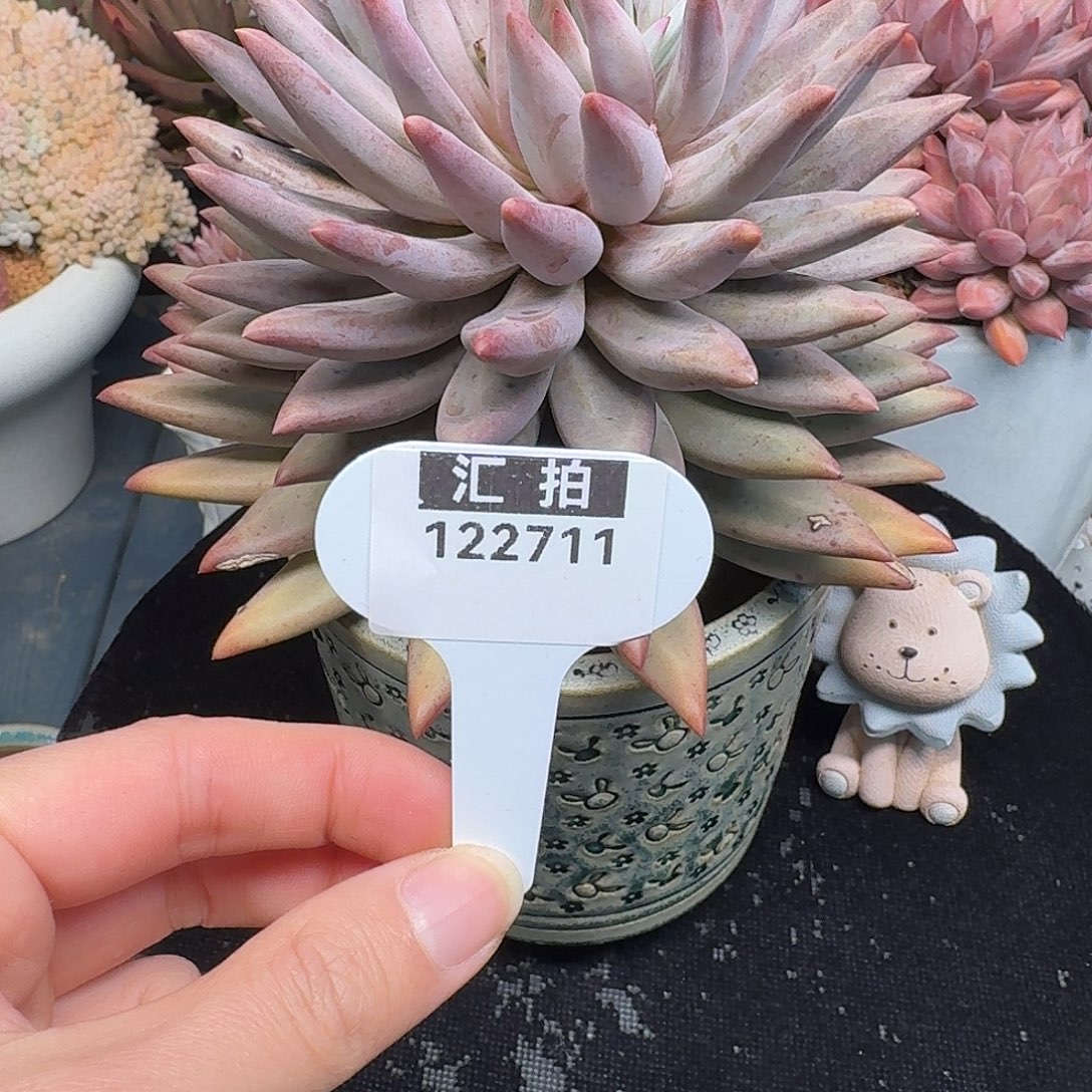 精品多肉植物122711