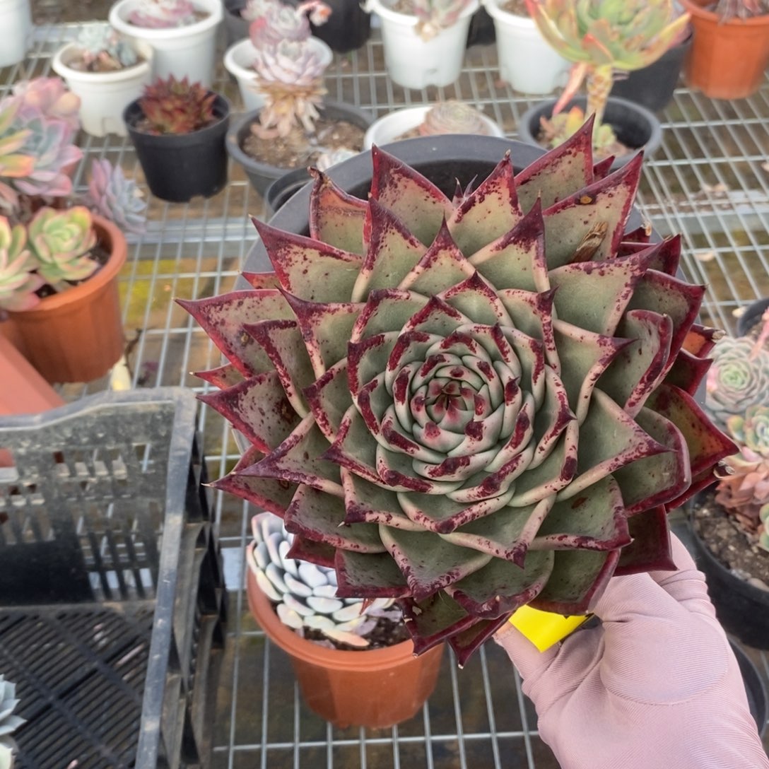 571乌木大单头一物一拍