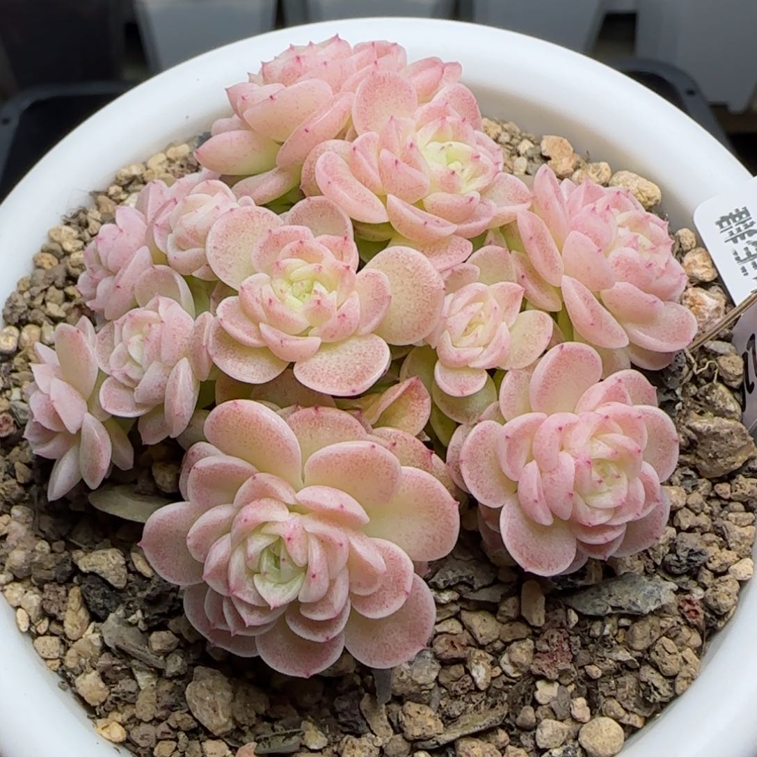 0116-205（TTP-229）