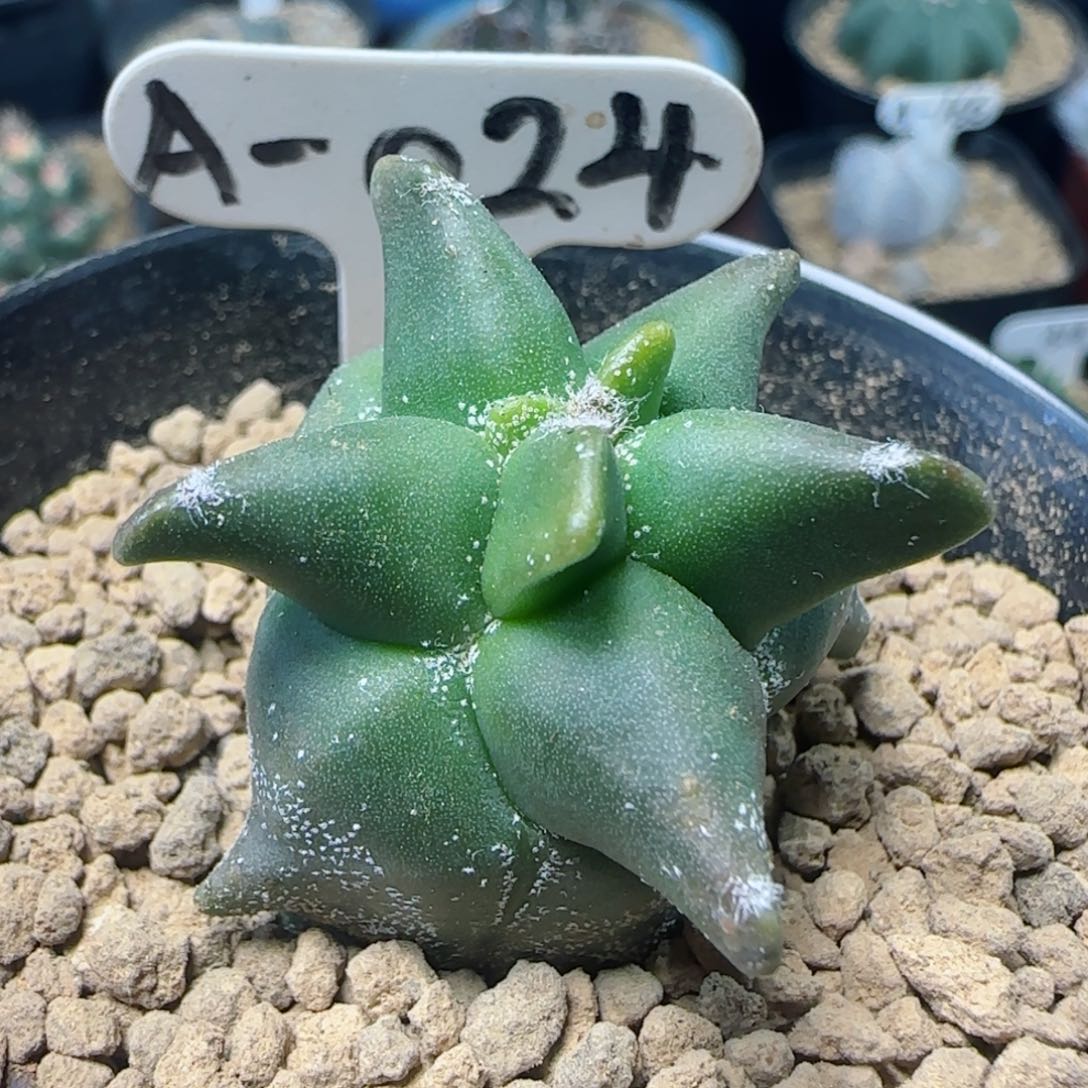 A024实生角尤鸾凤玉多肉