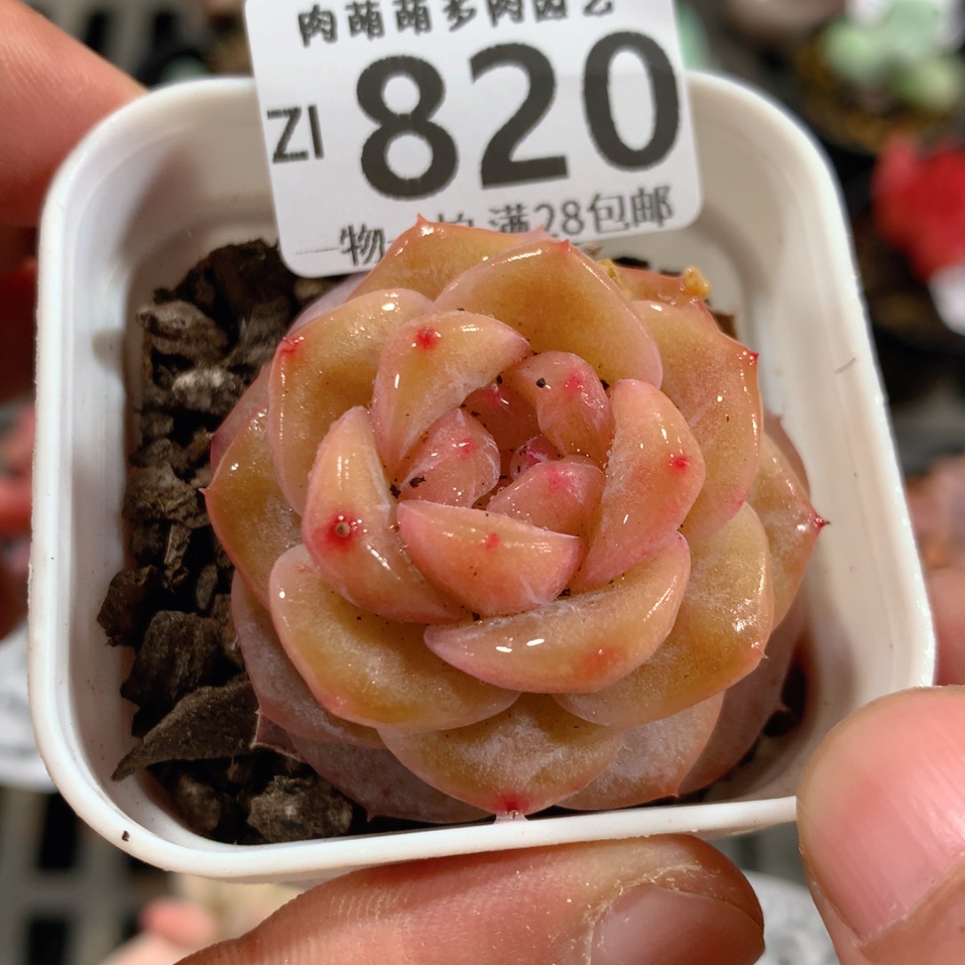 5CM拇指盆精控多肉ZI820