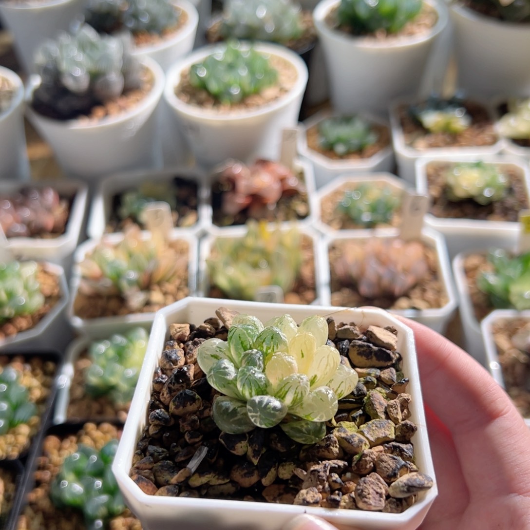 塑料皮锦多肉植物一颗