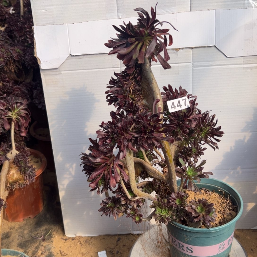 有伤黑缀447高38