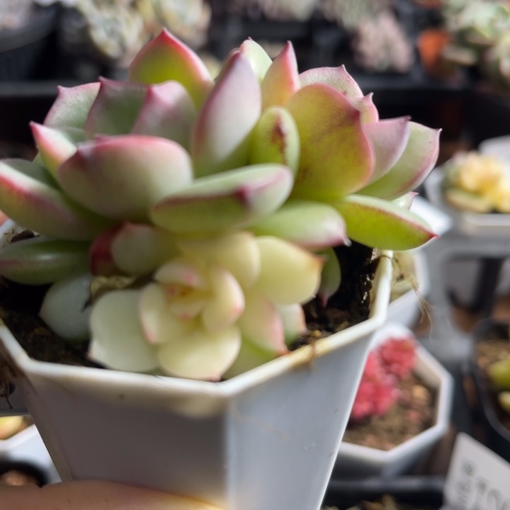 678三文鱼锦多肉植物