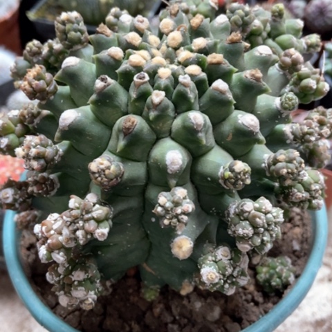 绿宝石仙人球25米仙人球